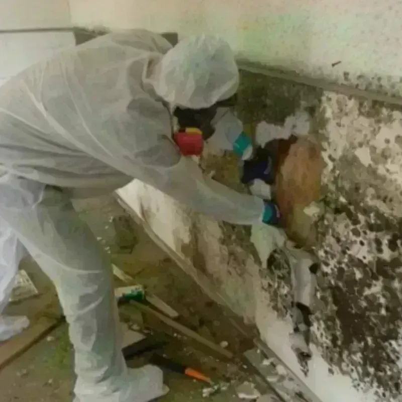 Mold Remediation and Removal in Itawamba County, MS